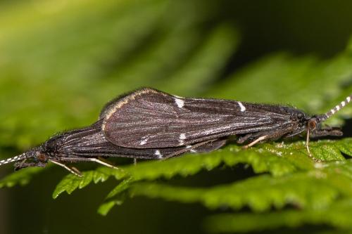 Réf. 304 989 : Athripsodes sp.